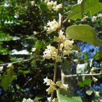 Elaeagnus latifolia L.